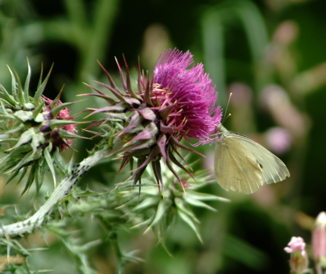 Pieris brassicae